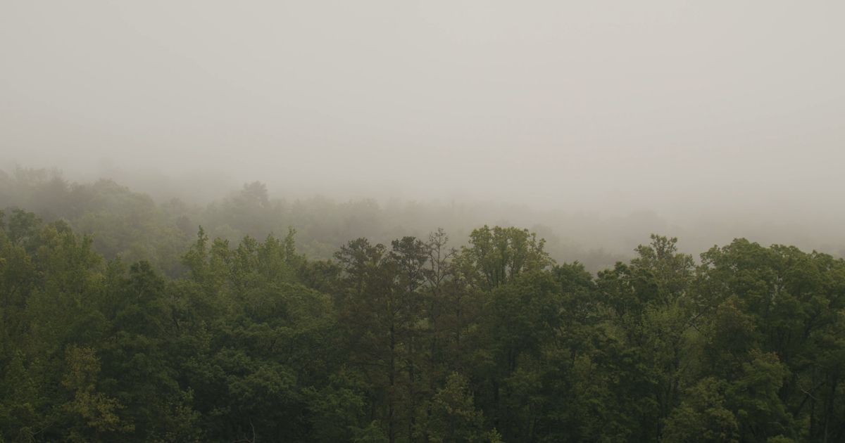 Nebbia del bosco