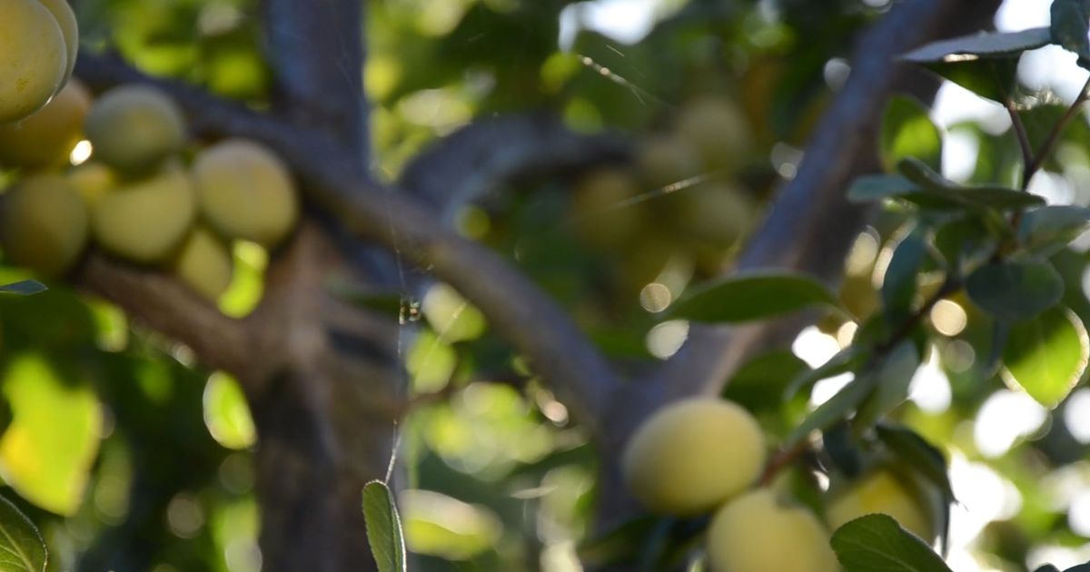 Frutteto controluce